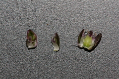 Allium curtum curtum