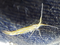 Coleophora lixella