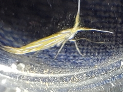Coleophora lixella