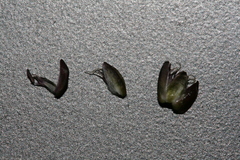 Allium curtum curtum