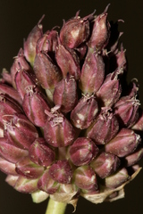 Allium curtum curtum