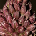 Allium curtum curtum - Photo (c) Errol Véla, algunos derechos reservados (CC BY-NC), subido por Errol Véla