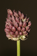 Allium curtum curtum