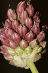 Allium curtum curtum