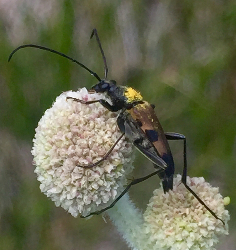 iNaturalist observation photo of Etorofus propinquus