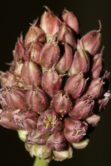 Allium curtum curtum