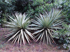 Puya chilensis