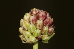 Allium curtum curtum