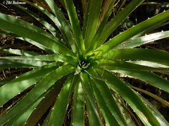Puya chilensis