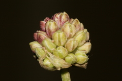 Allium curtum curtum