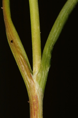 Allium curtum curtum