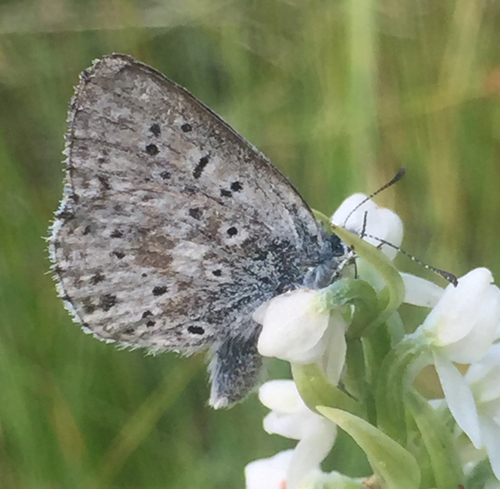 iNaturalist observation photo of Sierra Blue