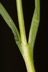 Allium curtum curtum