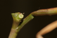 Allium curtum curtum