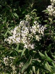 Austroeupatorium