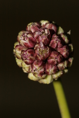 Allium curtum curtum