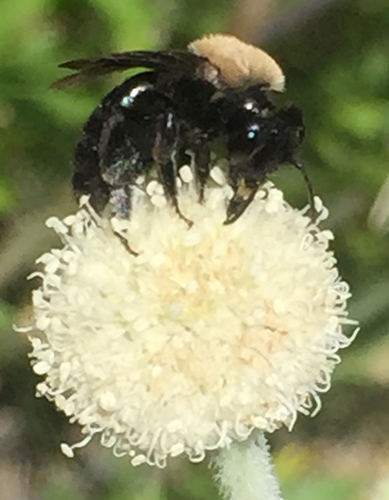 iNaturalist observation photo of Mining Bees