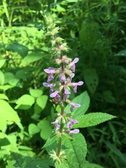 Stachys tenuifolia