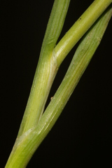 Allium curtum curtum