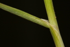 Allium curtum curtum