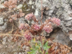 Phacelia imbricata imbricata