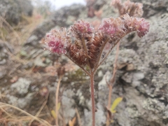 Phacelia imbricata imbricata