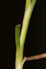 Allium curtum curtum