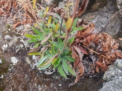 Phacelia imbricata imbricata