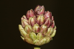 Allium curtum curtum