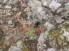 Phacelia imbricata imbricata