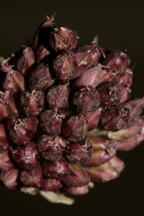 Allium curtum curtum