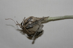 Allium curtum curtum