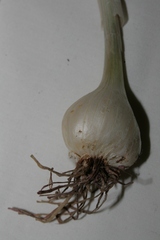 Allium curtum curtum