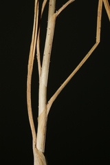 Allium curtum curtum