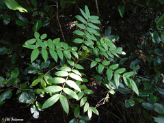 Senna stipulacea