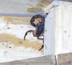 Centruroides edwardsii