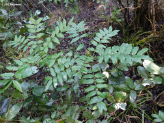 Senna stipulacea