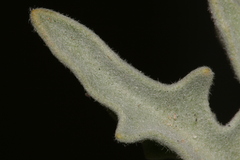 Matthiola crassifolia