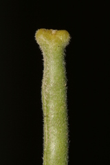 Matthiola crassifolia