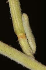 Matthiola crassifolia