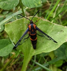 Synanthedon novaroensis