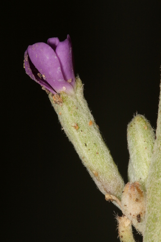 Matthiola crassifolia