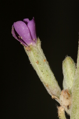 Matthiola crassifolia