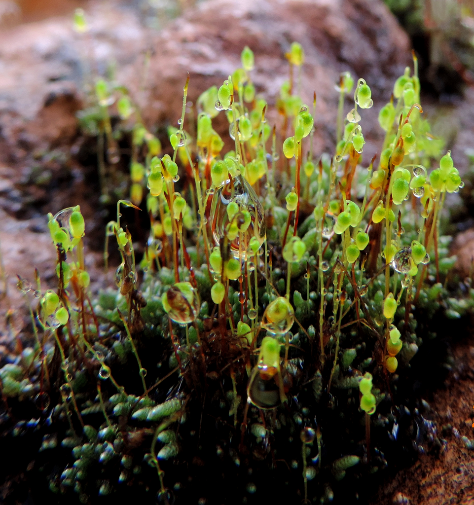 joint-toothed mosses from Heliópolis, Garanhuns - PE, Brasil on July 5 ...