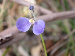 Comesperma sphaerocarpum