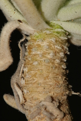 Matthiola crassifolia