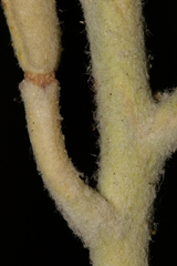 Matthiola crassifolia