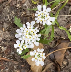 Iberis umbellata