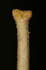 Matthiola crassifolia