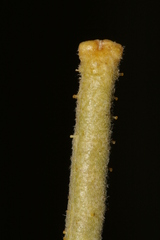 Matthiola crassifolia